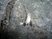Cueva de Aguar 7